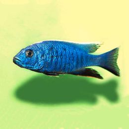 Electric Blue 7cm