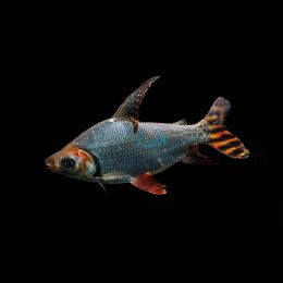 Flagtail Prochilodus Silver - Wild Caught 15cm