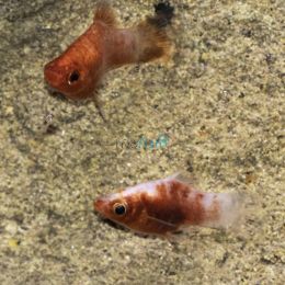 Tiger Platy 4cm