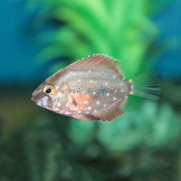 Cichlid Uaru 4cm