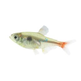 Yellow Phantom Tetra 3cm