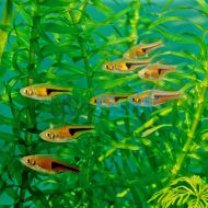 Red Rasbora Hengeli
