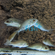 Silver Perch