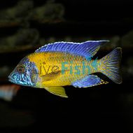 Blue Neon Peacock