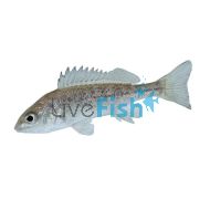 Silver Perch