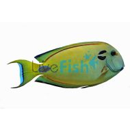 Double Line Tang