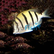 Convict Surgeon Fish