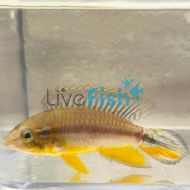 Agassizii Tefe Pearl Blue