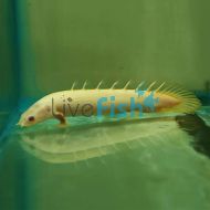 Albino Bichir