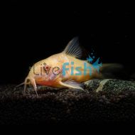 Albino Corydoras