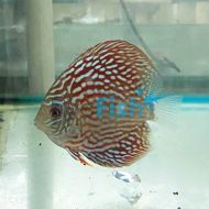 Altum Flora Discus