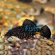 Peppermint Bristlenose 4cm