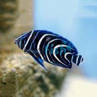 Angelfish - Koran