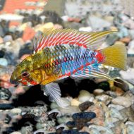 Apistogramma Hongsloi 3cm