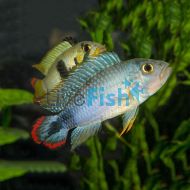 Apistogramma Panduro