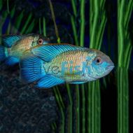 Neon Blue Acara