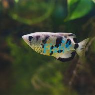 Archer Fish 5cm - Brackish