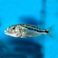 Aristochromis Christyi