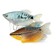 Assorted Gourami 