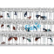 Assorted Male Fighter 