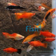 Assorted Swordtail 