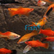Assorted Swordtail 