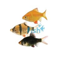 Assorted Tiger Barb