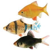 Assorted Tiger Barb, Moss Green, Golden