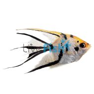 Assorted Veiltail Angel Fish
