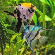 Local Assorted Angelfish (4-5cm)