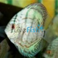 Assorted Discus