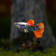 Assorted Male Elephant Ear Guppy