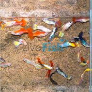  Assorted Male Guppy 