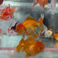 Assorted Oranda