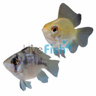 Assorted Ramirezi Balloon