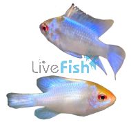Assorted Ramirezi Longfin 
