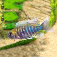 Peacock Cichlid Jacobfreibergi