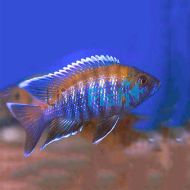 Blue Peacock