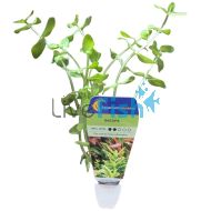 Bacopa - Bunch