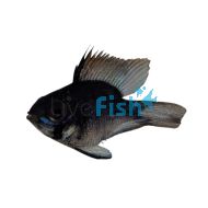 Balloon Ramirezi Blue Knight