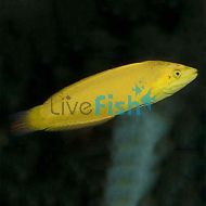 Banana Wrasse (Medium)