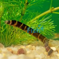 Banded - Kuhlii Loach