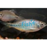 Bengal Danio