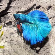 Male Siamese Betta Full Moon 