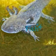 Axolotl - Walking Fish Black