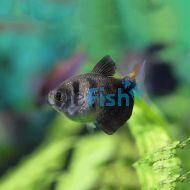 Black Widow Tetra
