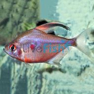 Bleeding Heart Tetra 