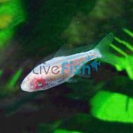 Blind Cave Tetra - Astyanax jordani	