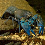 Blue Claw Yabbie