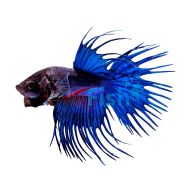 Blue Crowntail Male Fighter